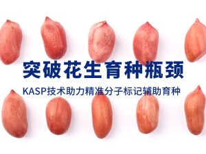 技术分享丨突破花生育种瓶颈,KASP技术助力精准分子标记辅助育种