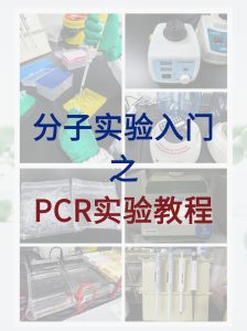 分子小白入门必学,完整的PCR实验教程